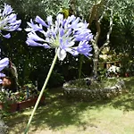 Apartament Tulip