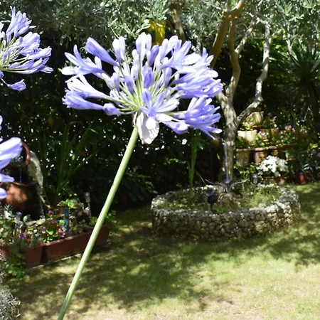 Apartament Tulip