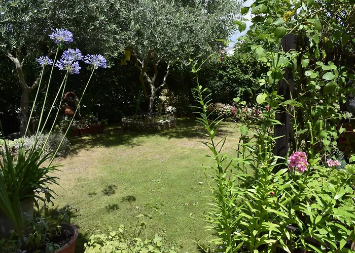 Tulip * Малинска
